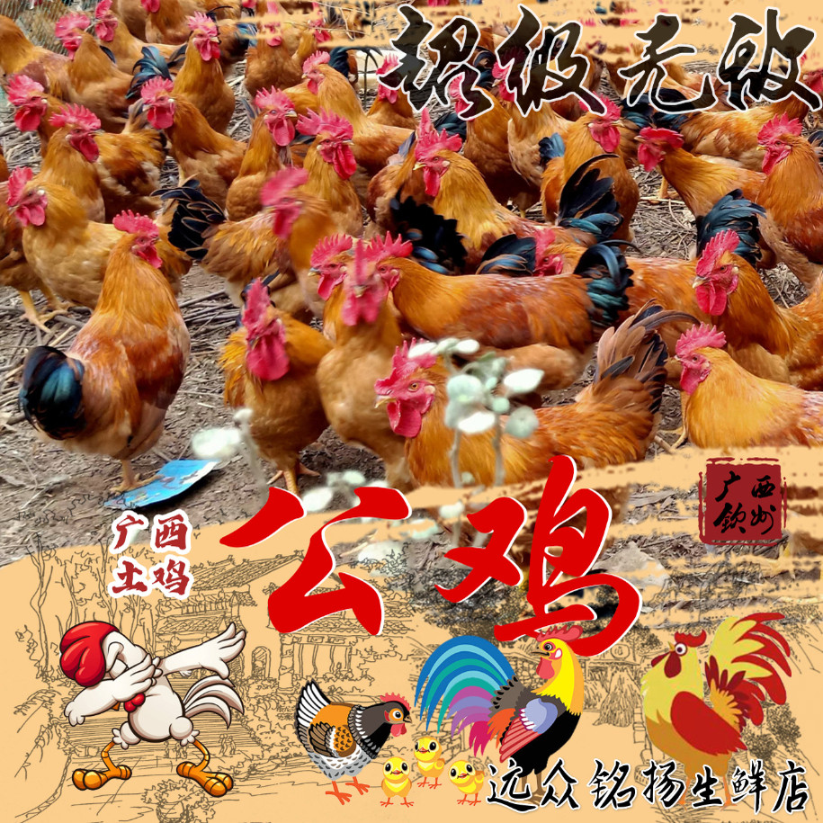 【当日现杀 顺丰空运】广西散养公鸡正宗土鸡整鸡生鲜鸡肉