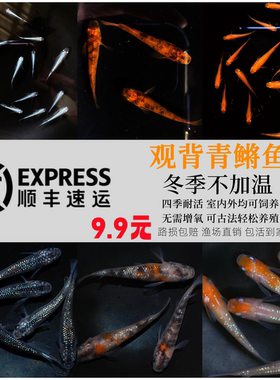 观背青鳉不打氧冷水淡水观赏鱼原生鱼小型冷水耐活群游鱼桌面新宠