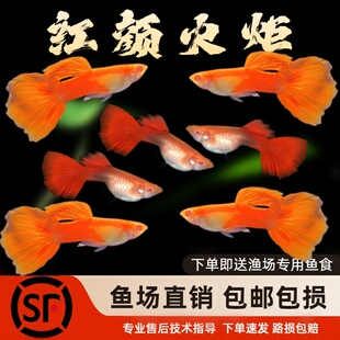 热带淡水观赏鱼精品凤尾孔雀红颜火炬全红孔雀观赏鱼包邮包损耐活