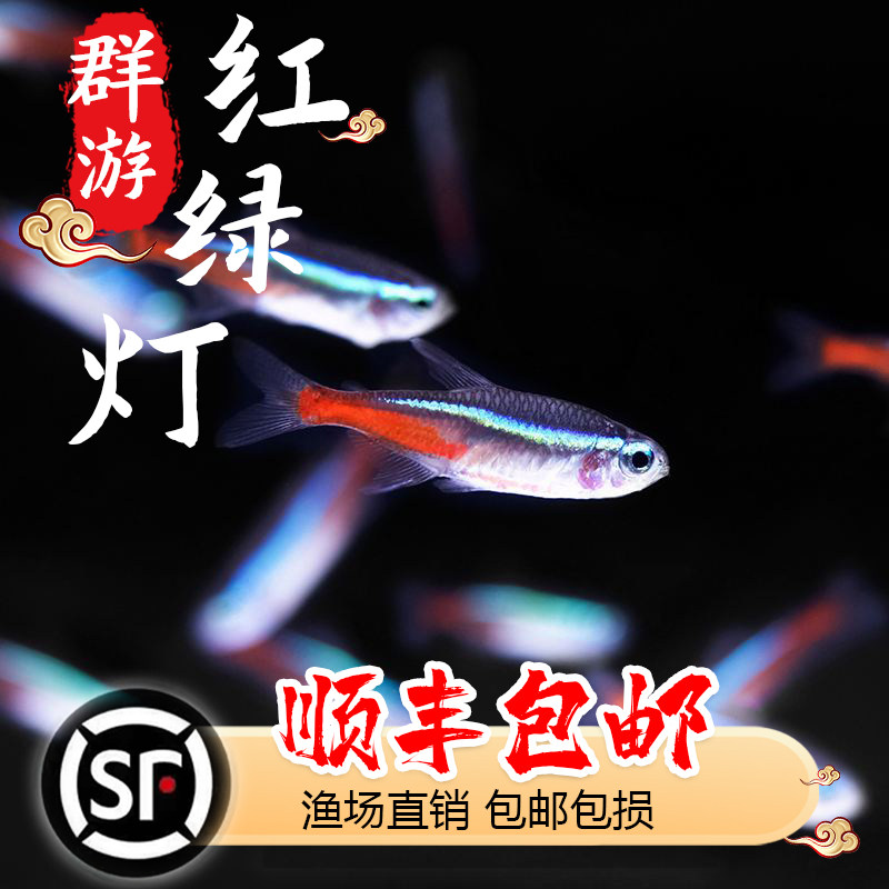 红绿灯宝莲灯小型灯科鱼集锦热带鱼活体淡水鱼草缸群游型观赏鱼