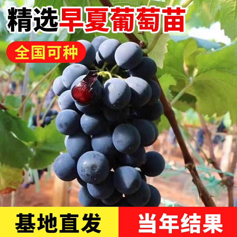 早夏葡萄苗大苗果树果苗爬藤葡萄树苗葡萄树苖南北方种植当年结果