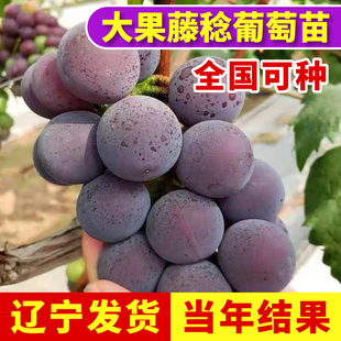 葡萄树苖藤稔葡萄苗陆地南方北方特大果巨峰系乒乓球藤捻当年结果