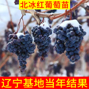 葡萄树苖北冰红葡萄苗爬藤庭院盆栽耐寒冰葡萄树苗北南方种植果树