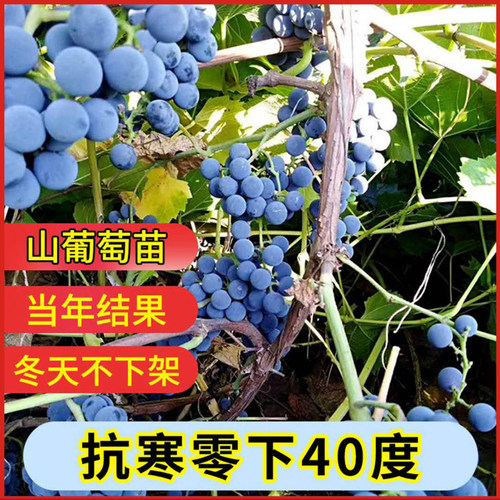 耐寒南北方种植葡萄树苗当年结果