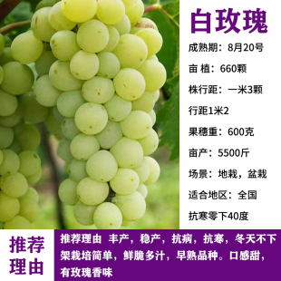 耐寒葡萄树苖阳光玫瑰葡萄苗盆栽爬藤北南方种植当年结果果树果苗