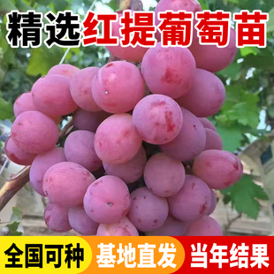 红提葡萄苗大苗果树果苗爬藤葡萄树苗葡萄树苖南北方种植当年结果