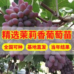 葡萄树苖茉莉香葡萄苗爬藤庭院盆栽耐寒蓝宝石北南方种植果树果苗