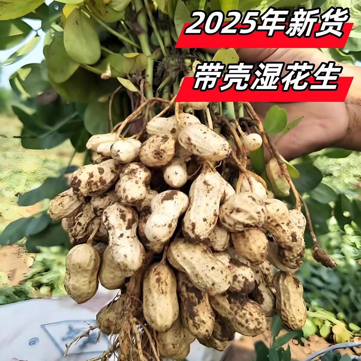 25年鲜花生现挖湿花生带壳花生沙土花生农家新鲜可水煮粉红皮新货