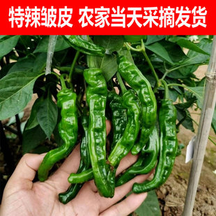 农家特辣辣椒螺丝椒超辣薄皮椒皱皮魔鬼辣椒土辣椒小邹皮青椒香辣