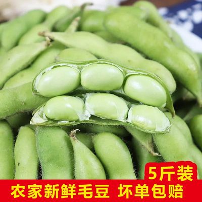 农家豆荚现摘当季新鲜时令蔬菜