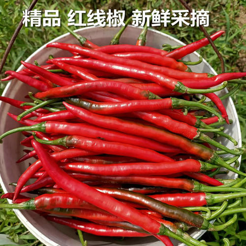 农家 红辣椒新鲜 二荆条现摘红线椒泡椒线红椒新鲜紫色红辣椒剁椒