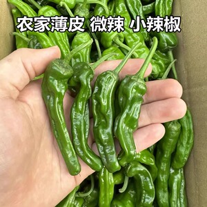 农家樟树港辣椒 农家特产新鲜小青椒 薄皮辣椒 小青椒 樟树椒港椒