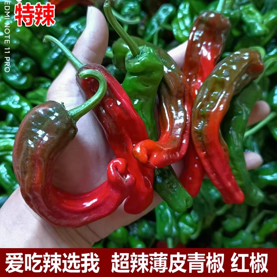 新鲜蔬菜薄皮椒螺丝超辣