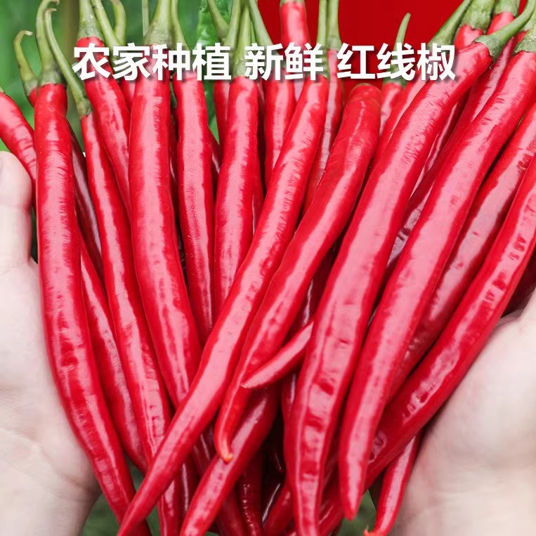 新鲜采摘红椒剁椒红线椒