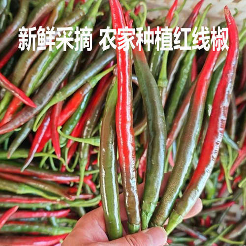 樟树紫红青辣椒美人当季辣妹子现摘蔬菜香辣红椒线椒乌红辣椒线椒