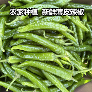 安徽农家辣椒 薄皮青椒辣椒牛角椒新鲜青椒  农家肥绿色种植现摘