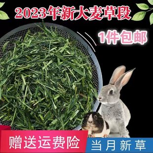 2023年新大麦草段500g兔子龙猫豚鼠天竺鼠荷兰猪仓鼠干草饲料粮食