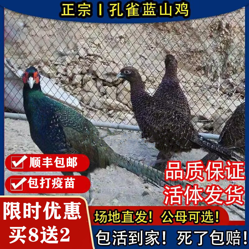 纯种蓝山鸡苗野鸡苗小鸡苗活体孔雀蓝山鸡苗公鸡苗母鸡苗鸡媒包邮