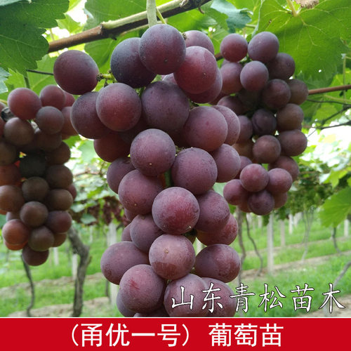 嫁接甬优一号葡萄树苗特大脱皮葡萄苗盆栽庭院爬藤果树苗当年结果