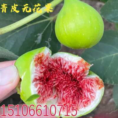 无花果苖 正宗威海青皮无花果树苖盆栽地栽当年结果南方北方种植