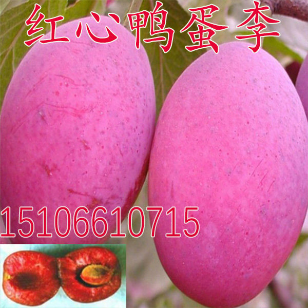 南方北方嫁接果树 红心李子树苗新品种 红心鸭蛋李子树苗当年结果