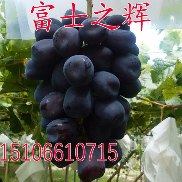 新品种富士之辉葡萄苗黑色阳光玫瑰嫁接葡萄树苗南方北方种植果苗