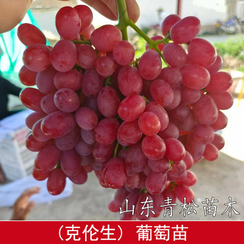 嫁接克伦生葡萄苗克瑞森无籽红提葡萄树苗盆栽庭院爬藤甜提子树苖