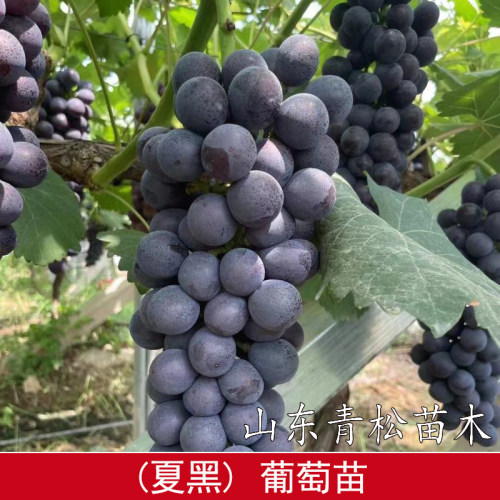 嫁接夏黑葡萄苗无籽葡萄果树苗耐寒南方北方盆栽地栽种植当年结果