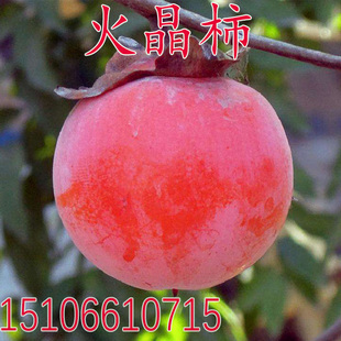 嫁接柿树苗 火晶柿子树苗 太阳金柿子苗当年结果南方北方种植
