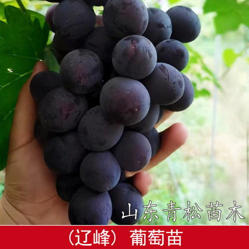 嫁接辽峰葡萄树苗无籽北南方种植巨峰葡萄苗大果庭院爬藤地栽盆栽