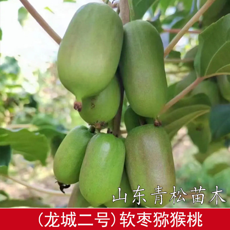 龙城二号软枣猕猴桃树果苗嫁接软枣子猕猴桃苗耐寒抗冻爬藤奇异莓图片