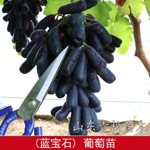 蓝宝石葡萄树苖盆栽地栽大苗爬藤果树南方北方种植果苗当年结果苗