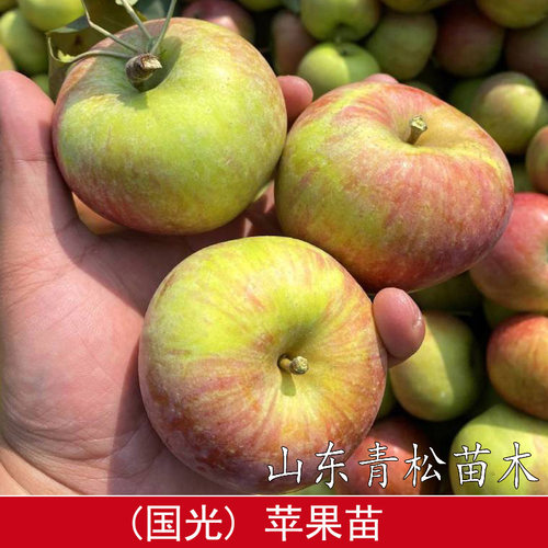 苹果树果苗嫁接老品种国光苹果树苗耐寒脆甜小国光苹果苗盆栽地栽