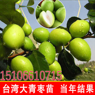 嫁接枣子苗 苹果枣树苗 台湾大青枣树苗牛奶枣苗南方北方种植果树