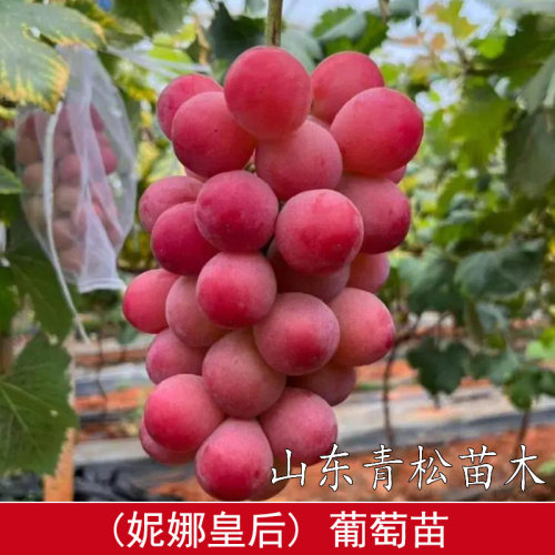 嫁接妮娜皇后葡萄树苖女皇王后公主葡萄苗北南方种植当年结果树苗