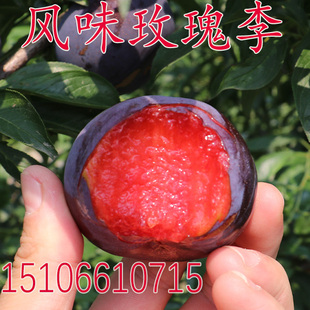 美国杏李 风味玫瑰李 嫁接李子苗红肉血丝李玫瑰李子树苗当年结果