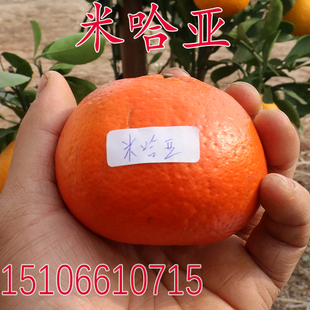 柑桔苗新品种 米哈亚柑橘苗 嫁接橘子树苗杂柑红橘树苗当年结果