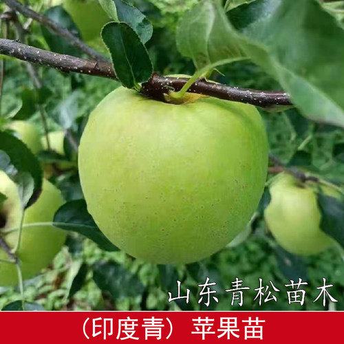 老品种印度青苹果树苗矮化盆栽脆甜冰糖心印冬苹果苗南方北方种植