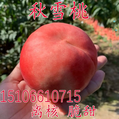 晚熟桃树苗 雪桃苗 秋雪桃树苗 嫁接桃苗南方北方种植果树苗