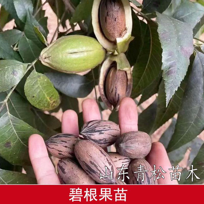 嫁接碧根果树果苗美国山核桃树苗南北方种植薄壳核桃苗南北方种植