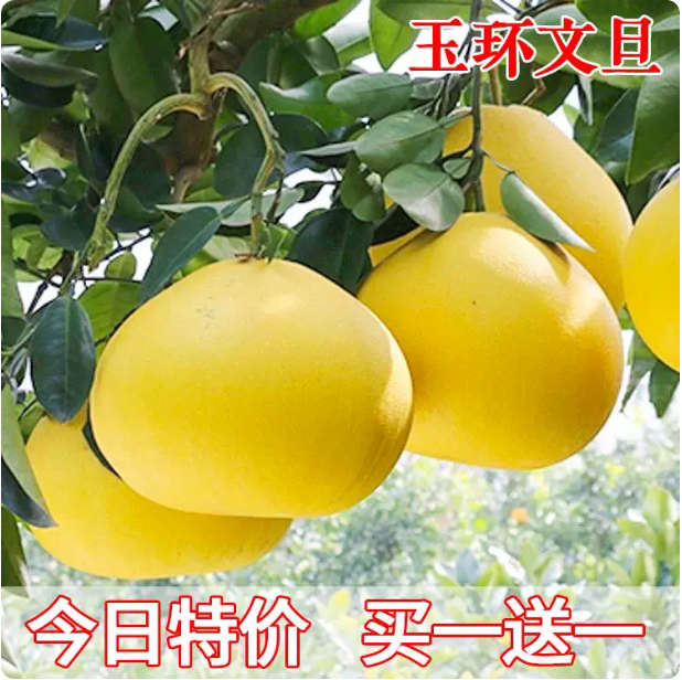 玉环文旦柚苗嫁接柚子苗文旦柚子树苗当年结果地栽南北方种果树苗图片