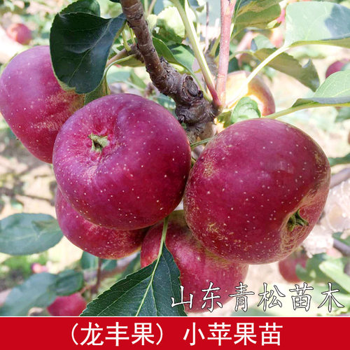 嫁接东北龙丰果小苹果树苗脆甜耐寒大秋果沙果苹果苗南方北方种植