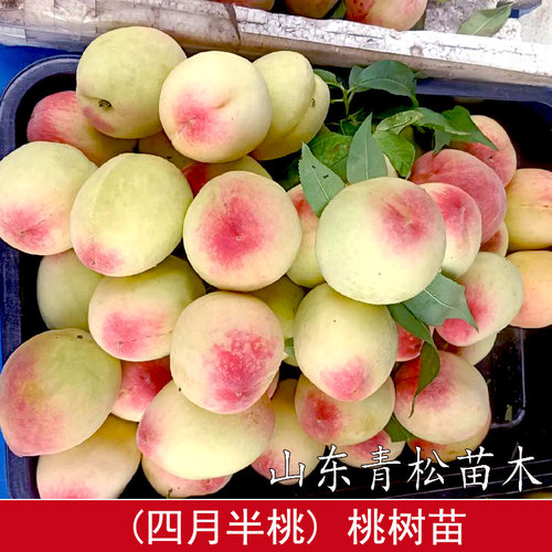 老品种四月半桃树苗极早熟一点红桃苗5月红甜桃子果苗南北方种植