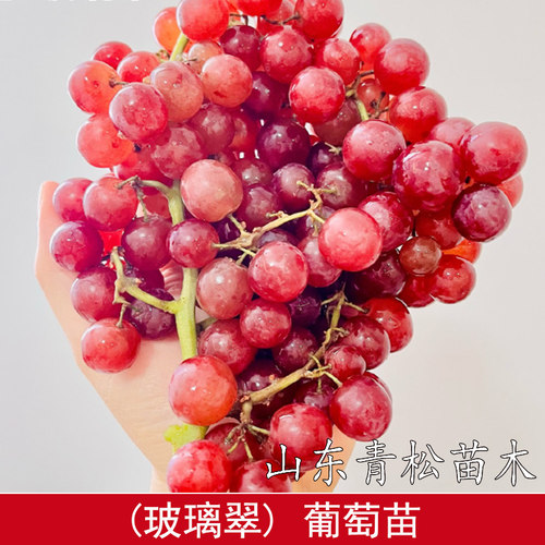 新疆火焰无核玻璃翠葡萄树苖盆栽耐寒脆甜珍珠小葡萄苗南北方种植