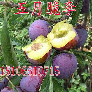 五月脆李子苗早熟一点红凤凰李子树苗嫁接脱骨清脆红李子树苗果苗