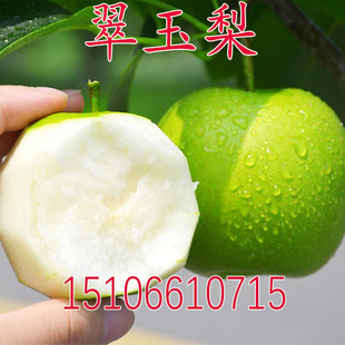 早熟青脆梨苗 翠玉梨苗518梨树苗嫁接梨子苗翡翠梨树苗当年结果苗