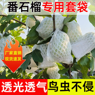 番石榴套袋网袋芭乐防虫网袋专用一体泡沫包装袋石榴袋水果网套