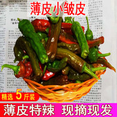 安徽农家蔬菜薄皮螺丝椒新鲜小皱皮超辣土辣椒现摘本地尖椒