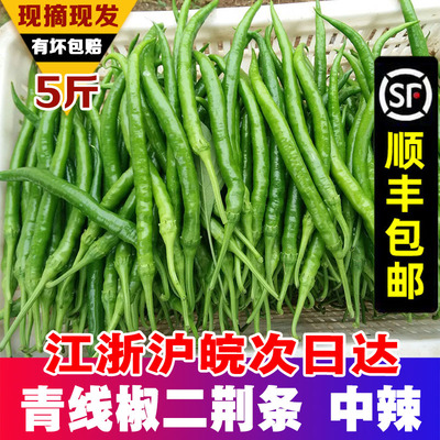 青线椒中辣现摘蔬菜新鲜