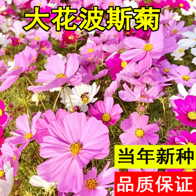 波斯菊花种子格桑花种籽子
